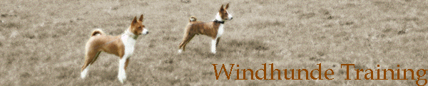 Windhunde Training