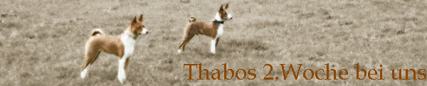 Thabos 2.Woche bei uns